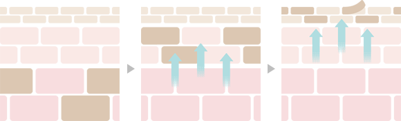 肌がターンオーバーしていく様子