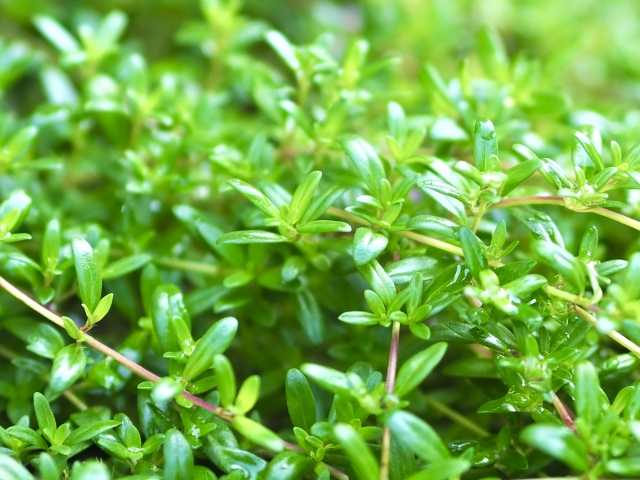 エシカルコスメの成分を知ろう